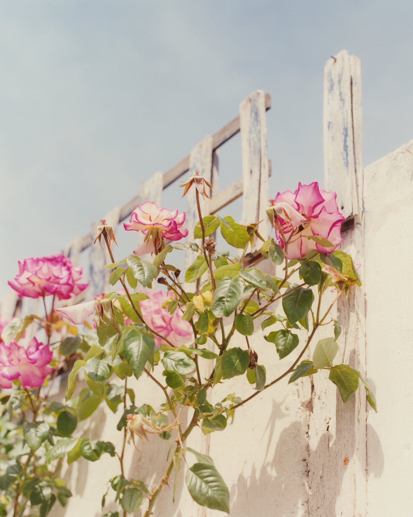 Laura McCluskey, Close to Home, Roses