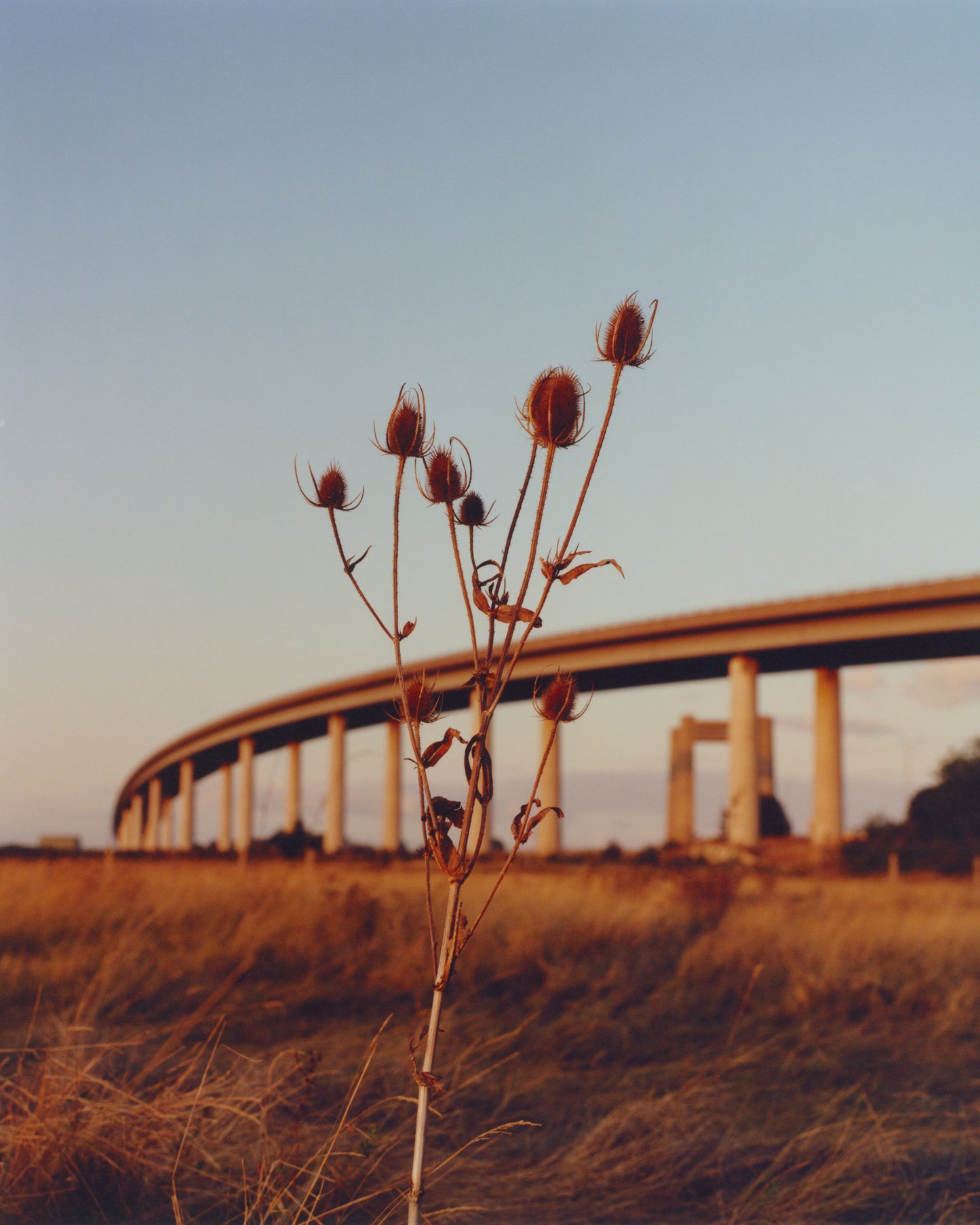 Laura McCluskey, Close to Home, Teasel