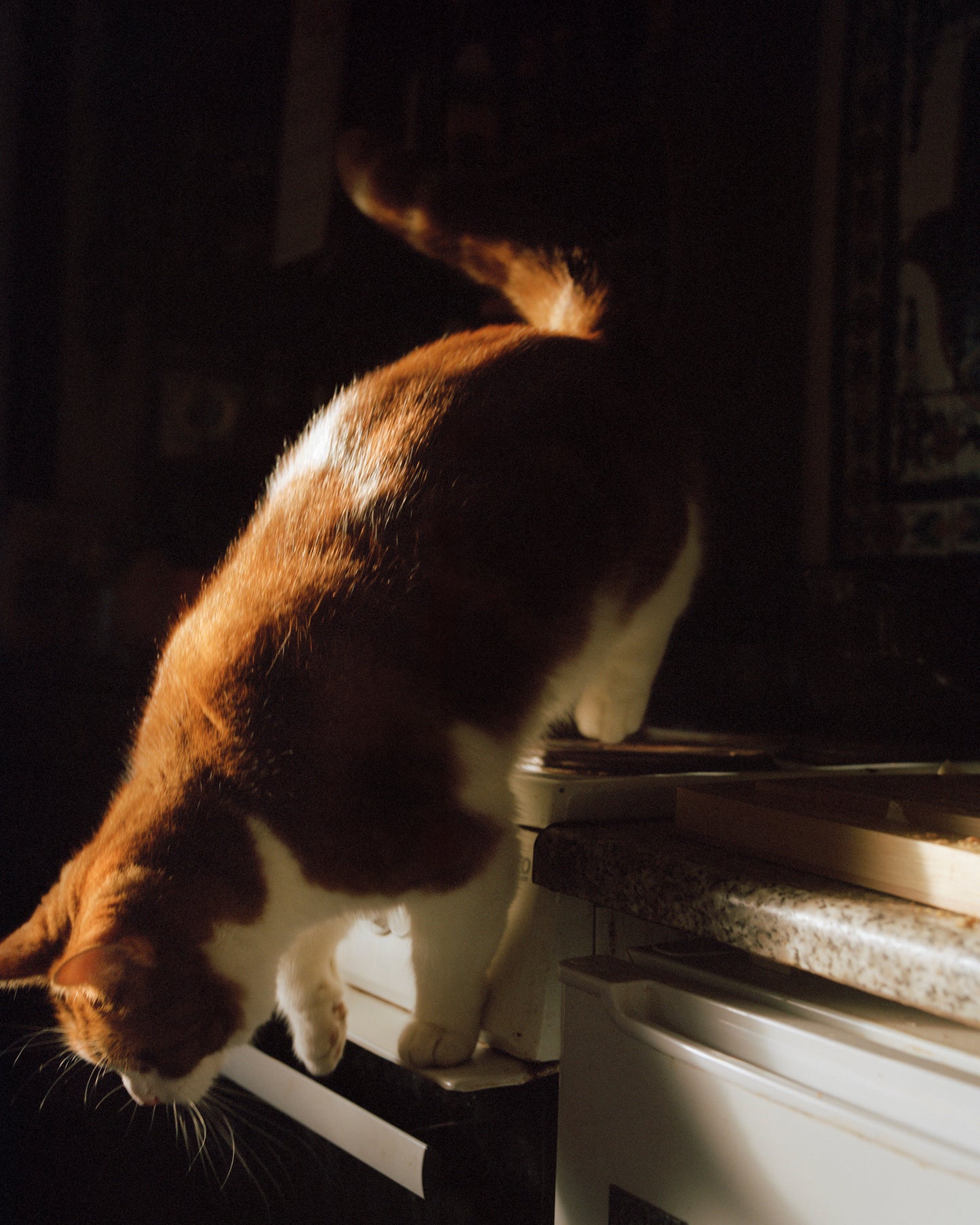 Thomas Duffield, Poppy Promises, Gata