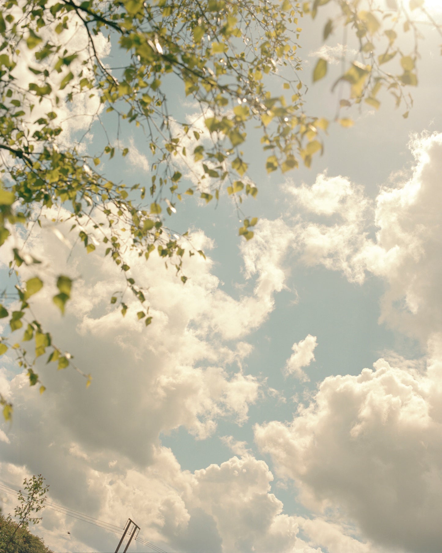 Thomas Duffield, Poppy Promises, Summer Sky