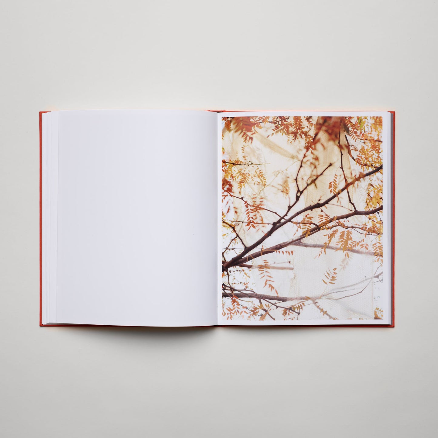 Knives, Jason Koxvold