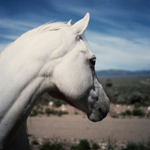 ZZYZX, Gregory Halpern