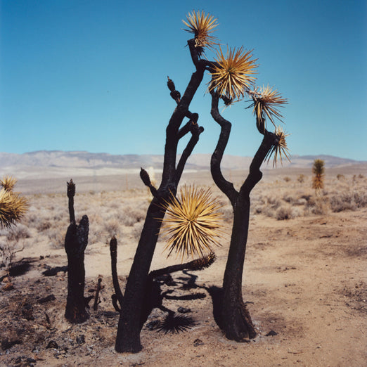 ZZYZX, Gregory Halpern