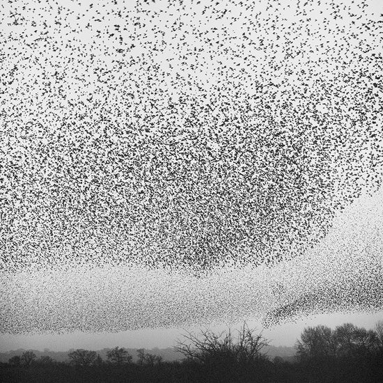 Murmurations, Billy Barraclough