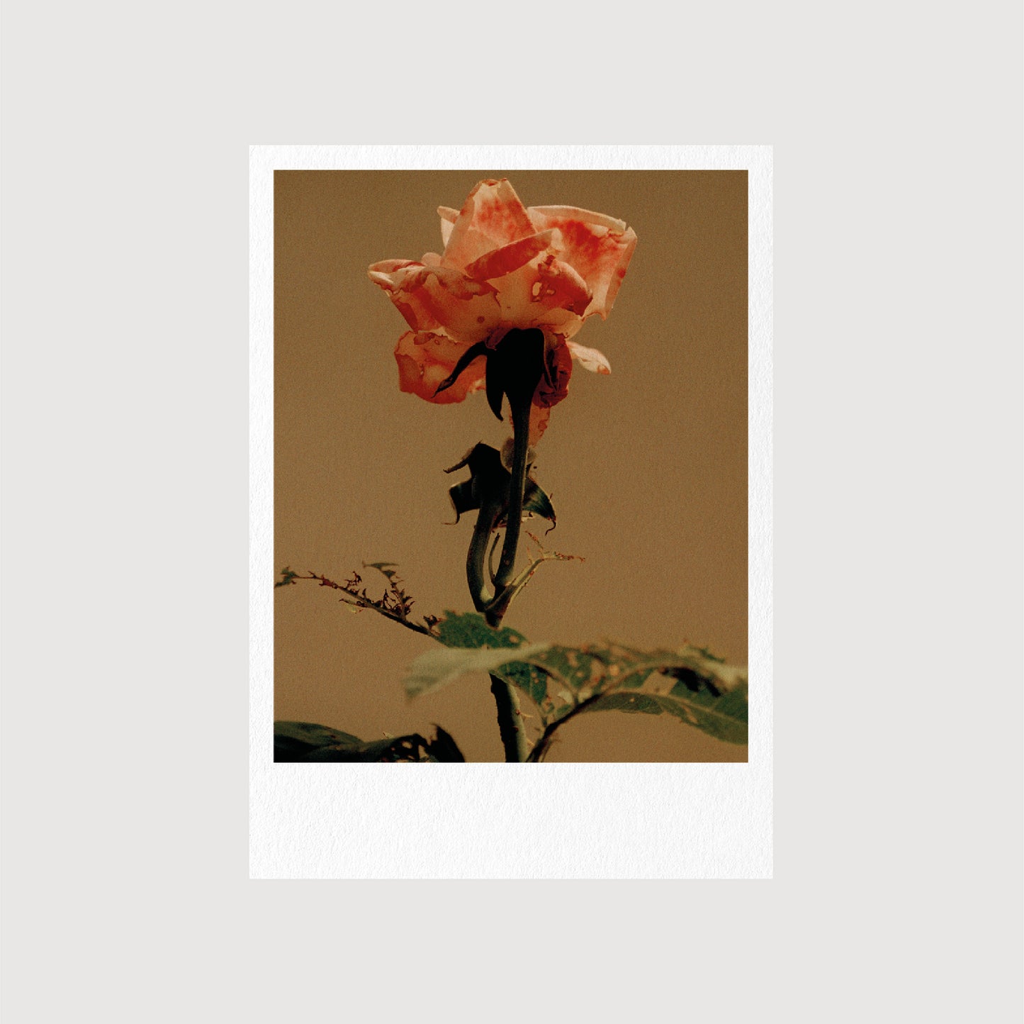 Guest Postcards, Collection 01