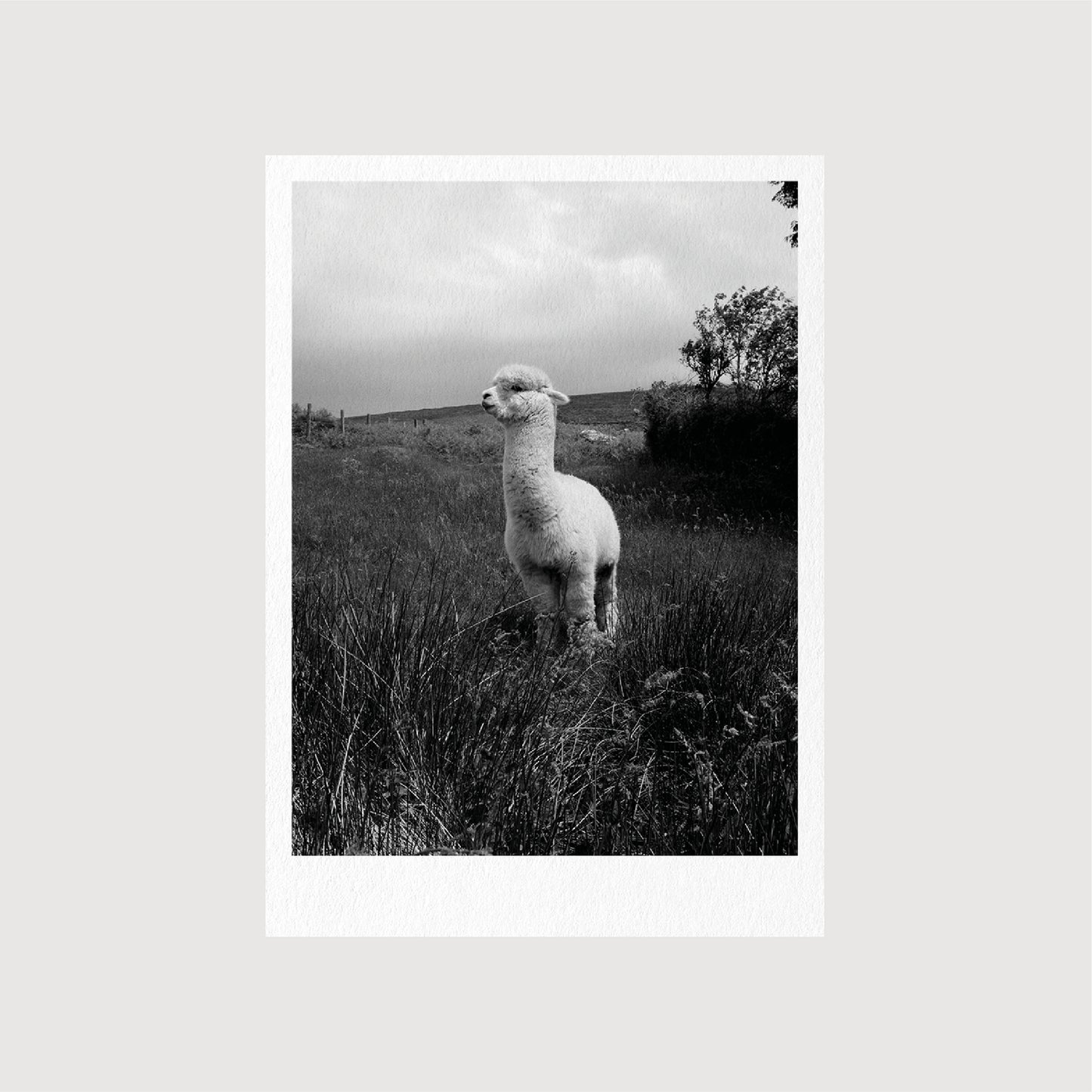 Guest Postcards, Collection 01