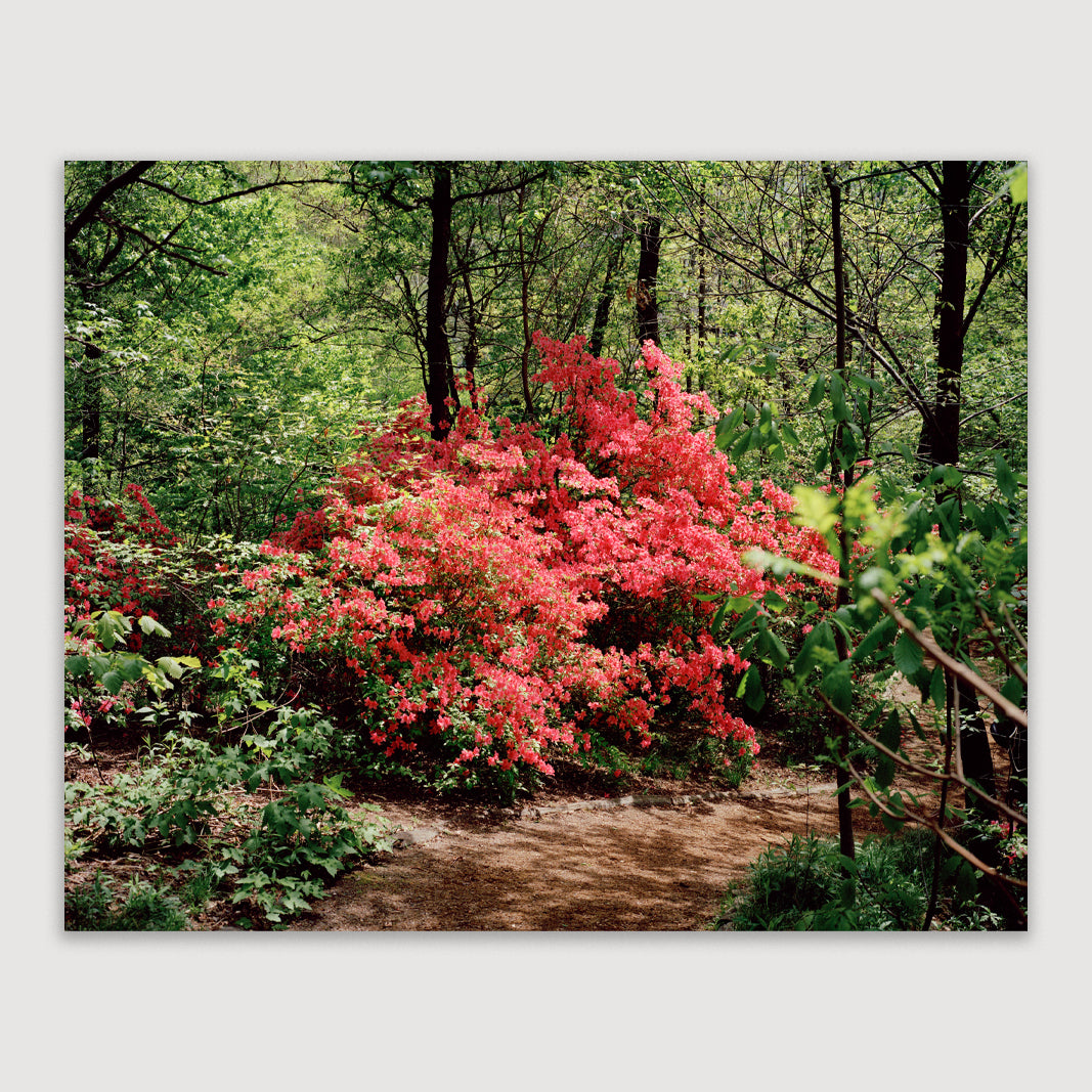 Scott Rossi, Common Place, Untitled #02, Central Park