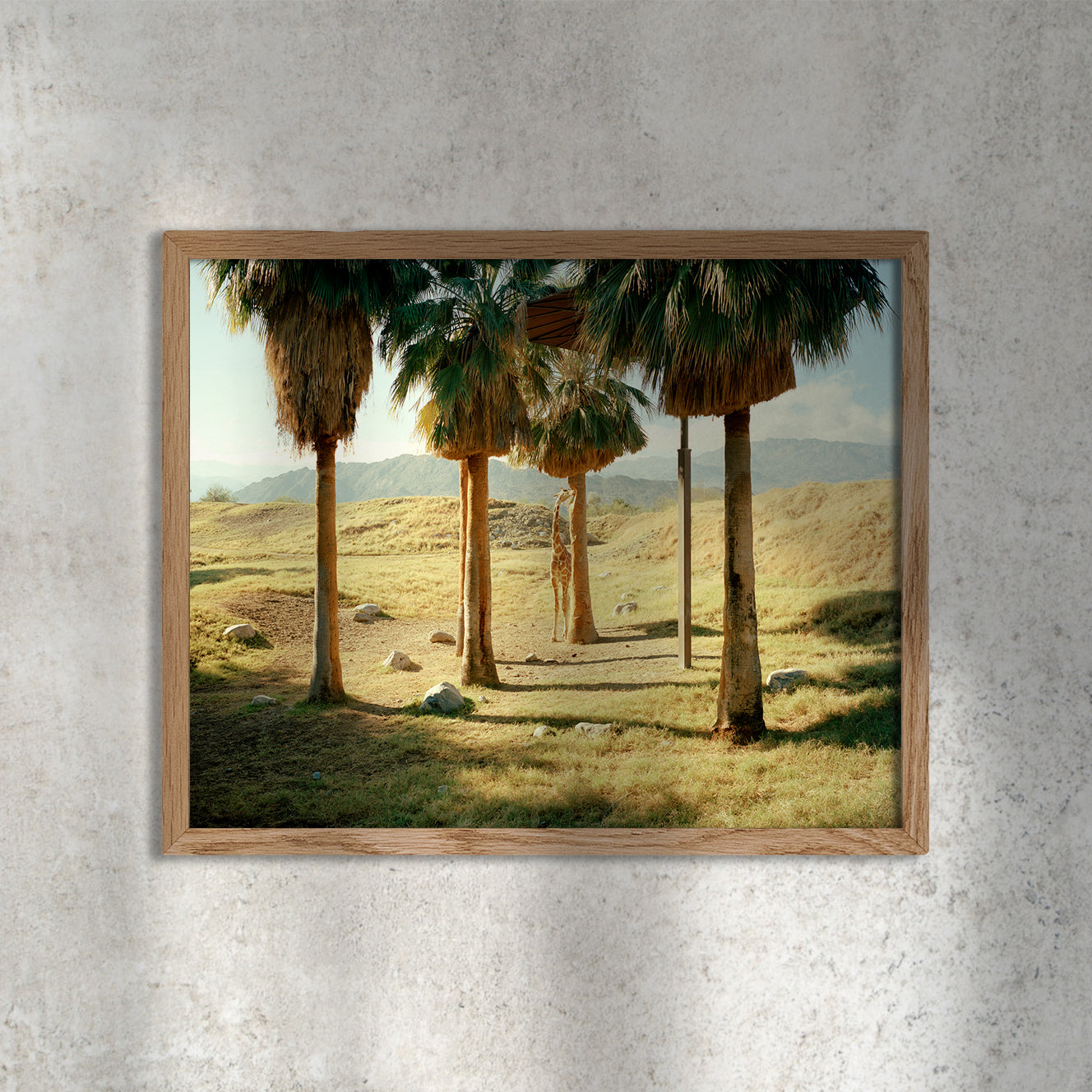 Scott Rossi, Desert(ed) #01