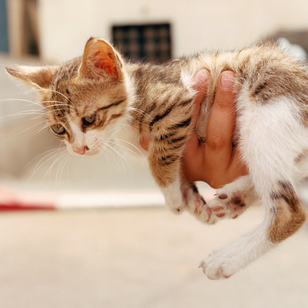 Rock Soft, Joseph Barret