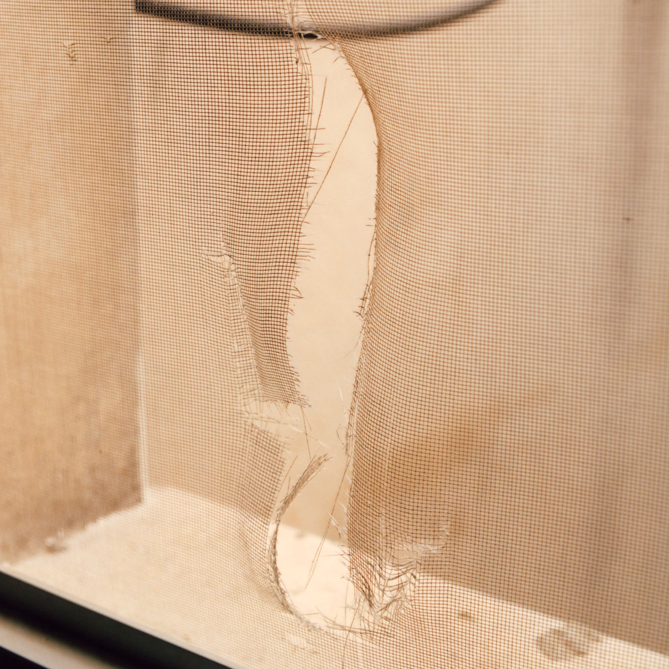 Rock Soft, Joseph Barret