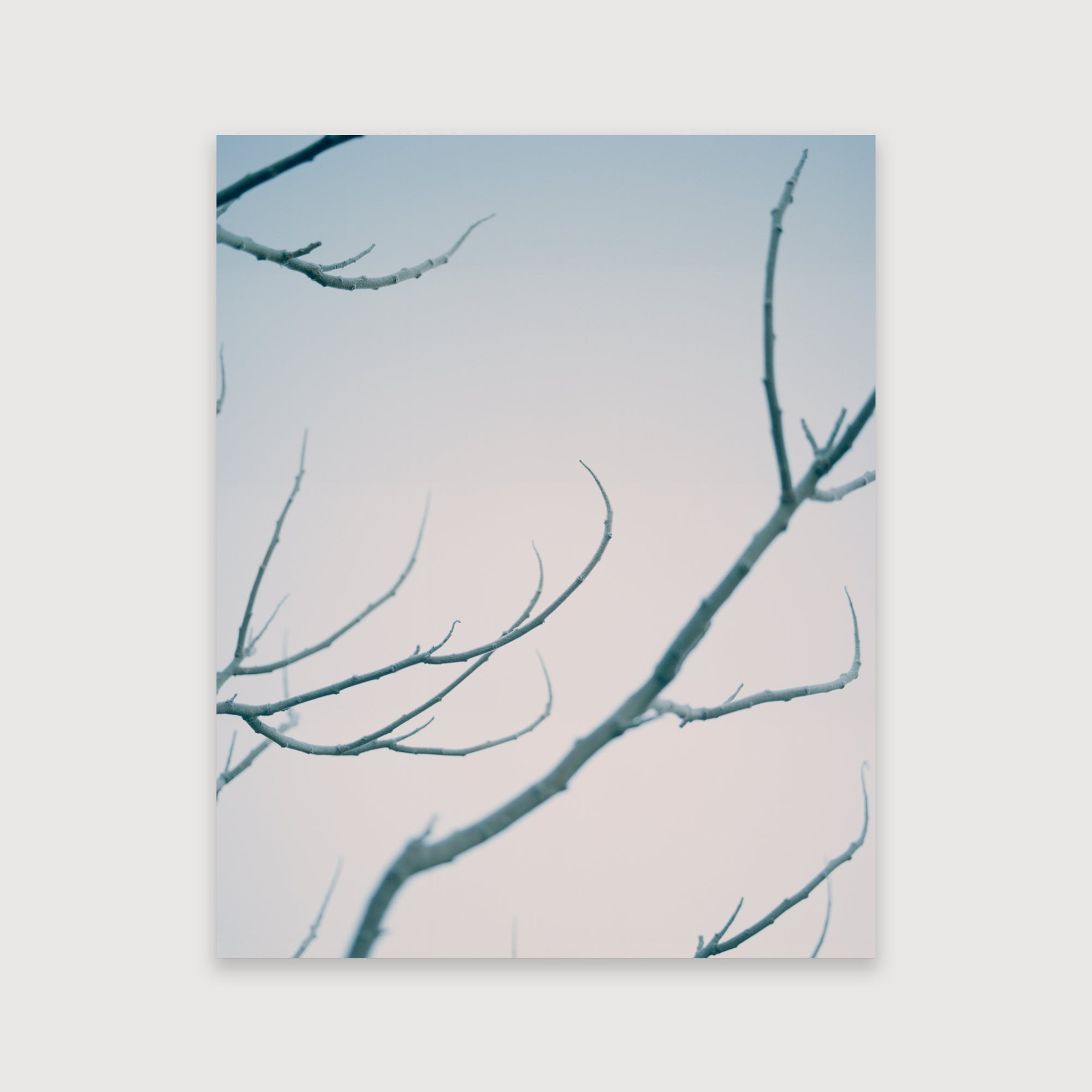 Thomas Duffield, Poppy Promises, Branches – Guest Editions