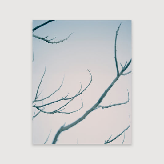 Thomas Duffield, Poppy Promises, Branches