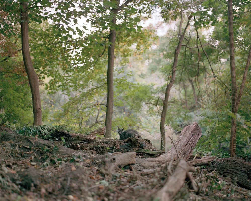 In Plain Air, Irina Rozovsky