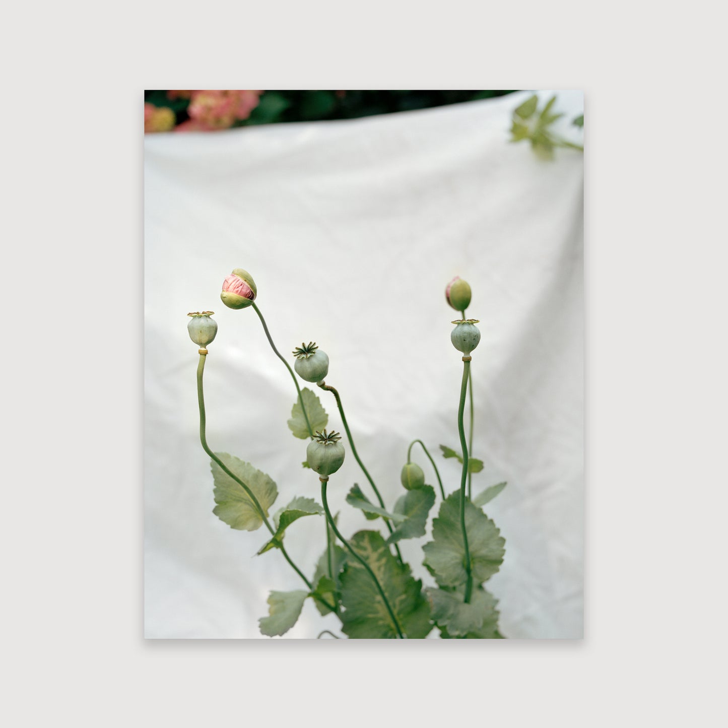 Thomas Duffield, Poppy Promises, Poppy