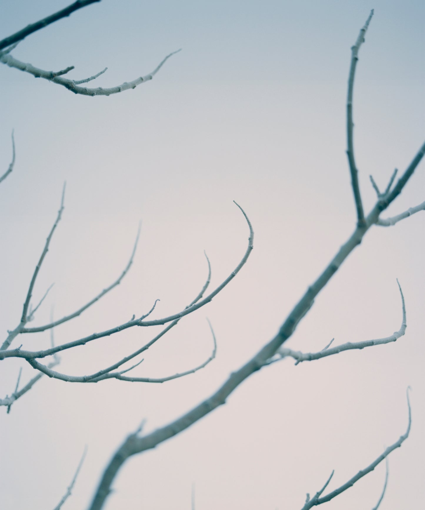 Thomas Duffield, Poppy Promises, Branches