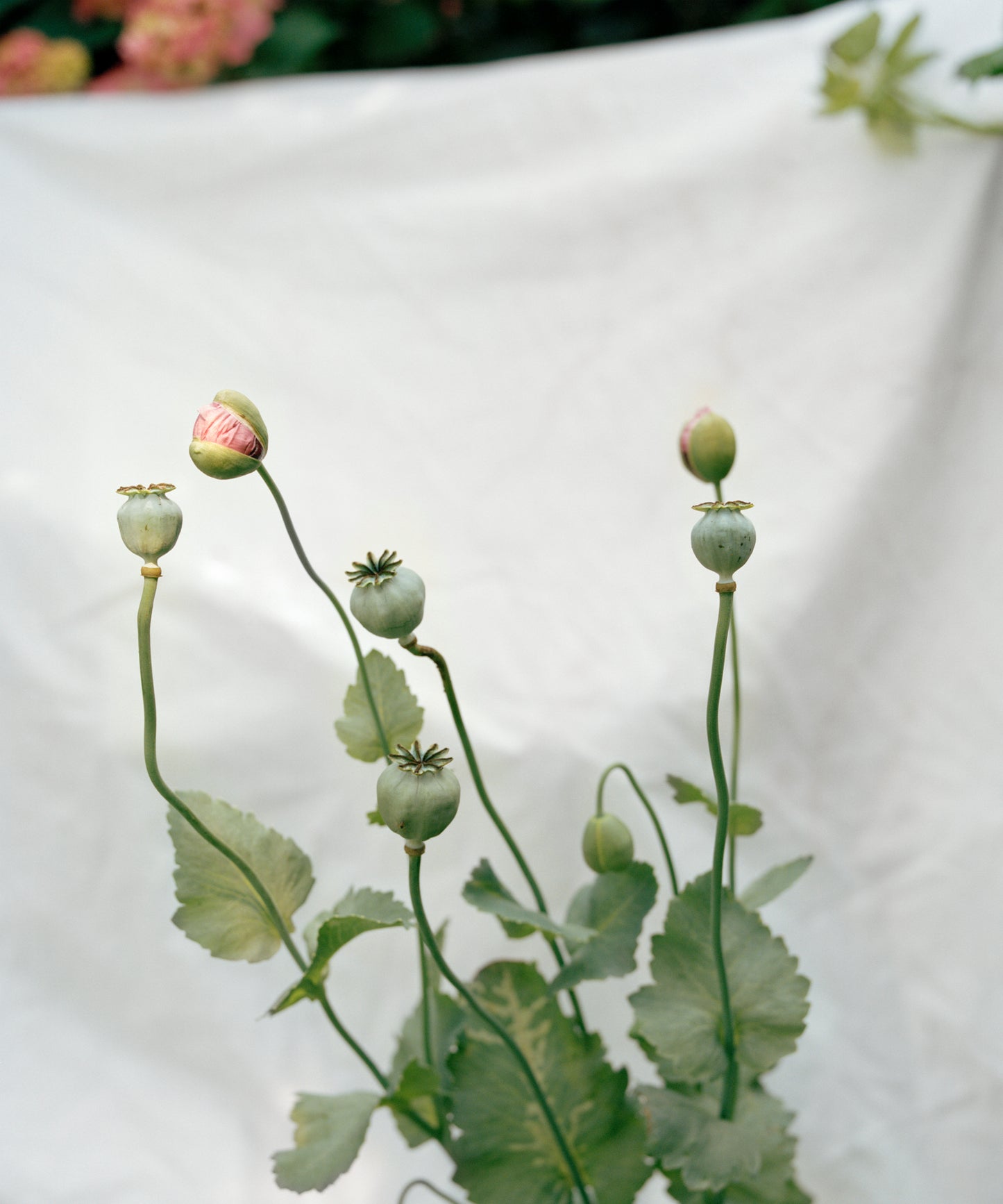 Thomas Duffield, Poppy Promises, Poppy