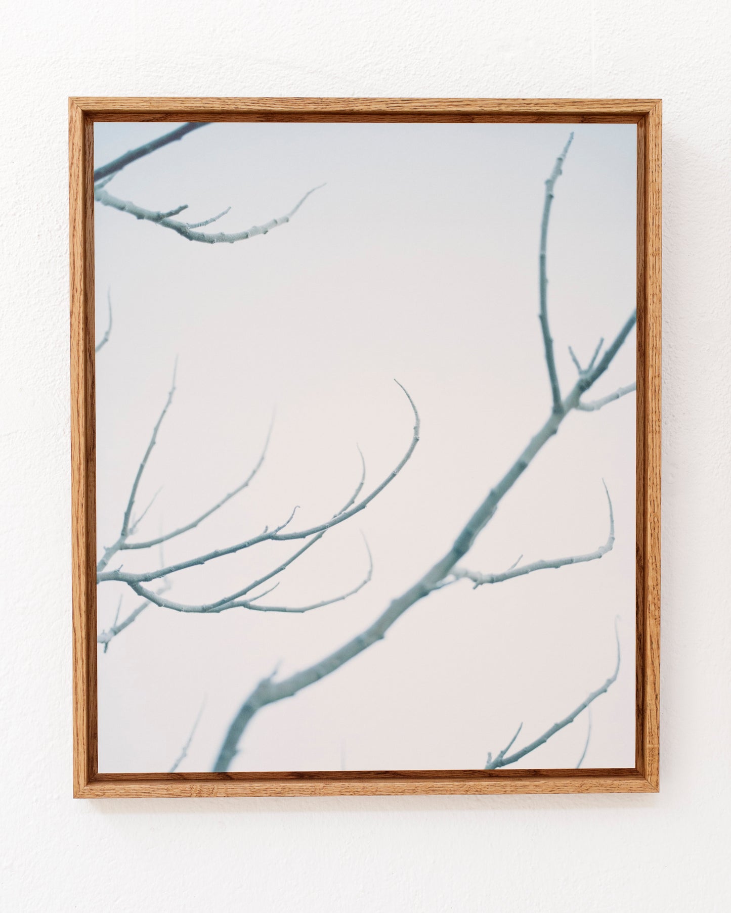 Thomas Duffield, Poppy Promises, Branches