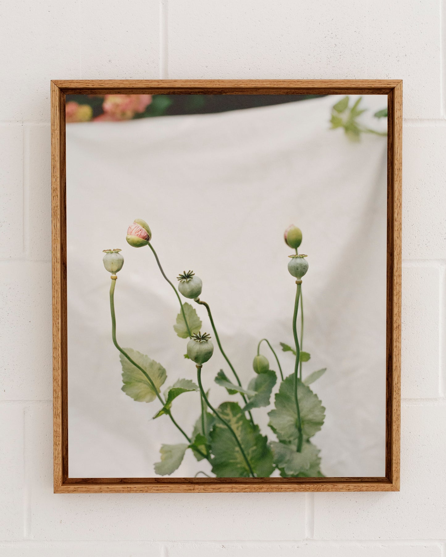 Thomas Duffield, Poppy Promises, Poppy