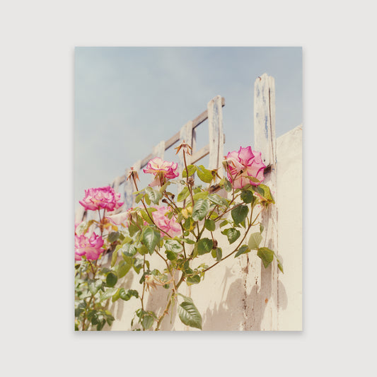 Laura McCluskey, Close to Home, Roses