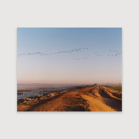 Laura McCluskey, Close to Home, Shellness