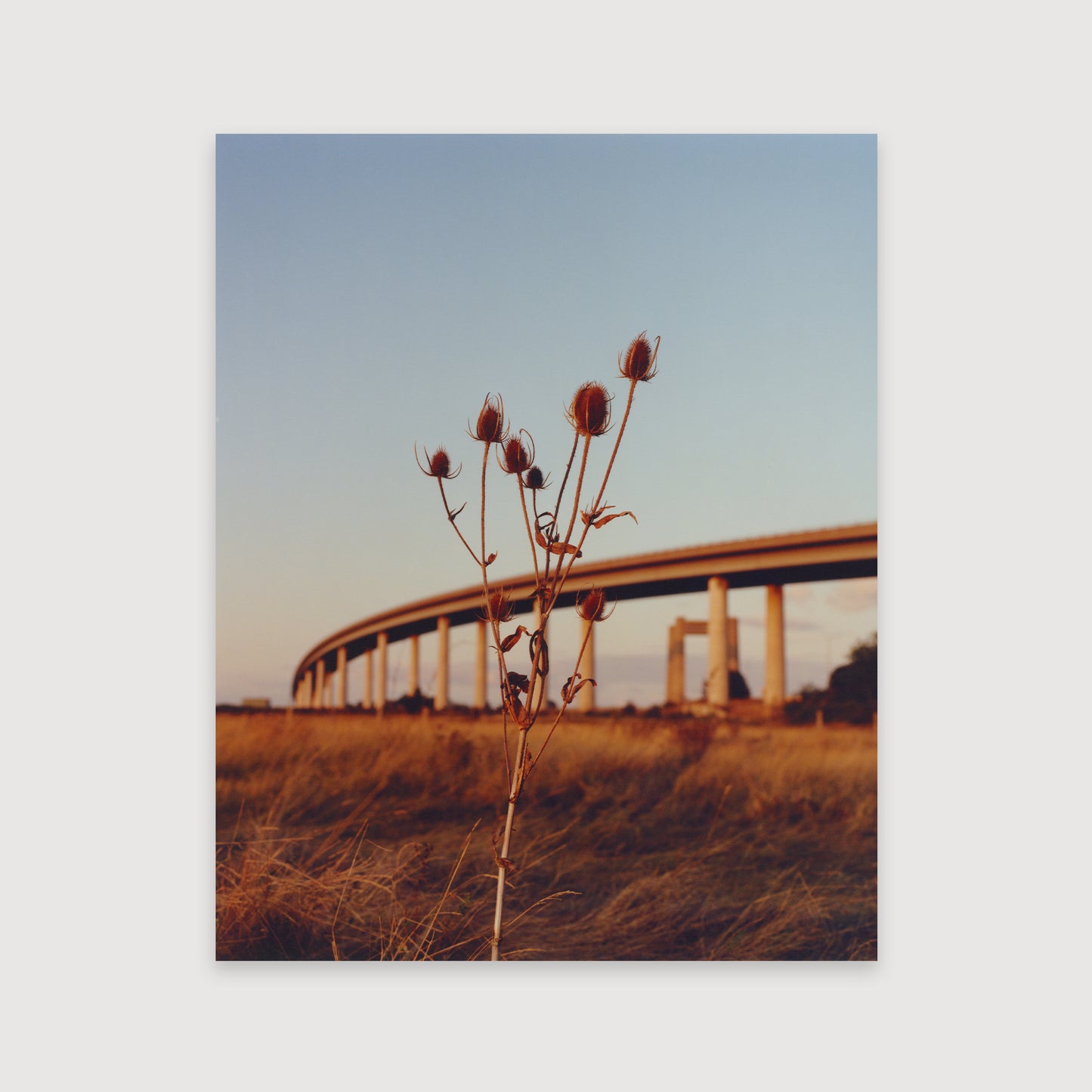 Laura McCluskey, Close to Home, Teasel