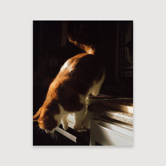 Thomas Duffield, Poppy Promises, Gata