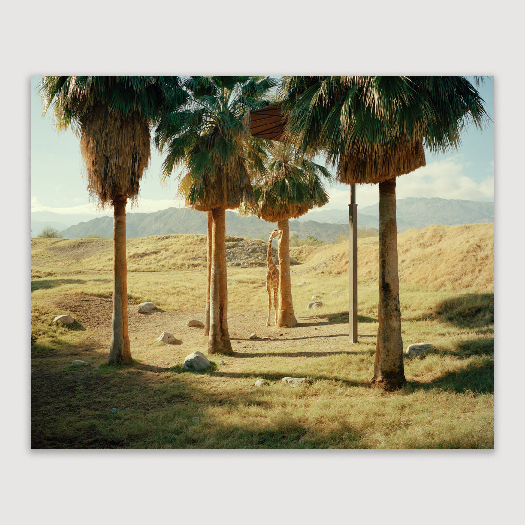 Scott Rossi, Desert(ed) #01